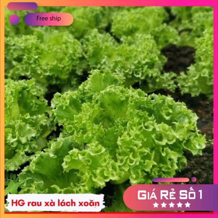 Hạt giống xà lách xoăn cao sản