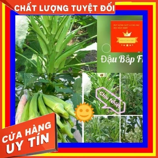 hạt giống đậu bắp ❤️ Siêu Trái💥 năng suất cao