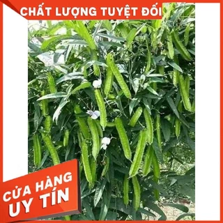 Hạt Giống Đậu Rồng Xanh F1 ❤️ Sale Lớn 💕 năng suất cao