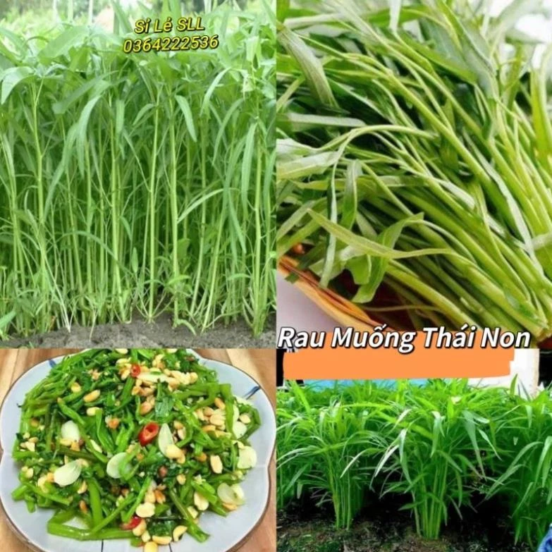 20 gam hạt giống rau muống thái lan f1 🥬🥬Sale Shock🥬🥬chất lượng cao - VUON XINH DEP