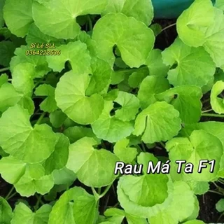 2 gam hạt giống rau má f1 ta 💥SALE LỚN💥 chất lượng cao - VUON XINH DEP