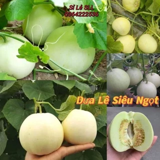 1 gam hạt giống dưa lê f1 💗💗 Siêu Ngọt💗💗 năng suất cao - VUON XINH DEP