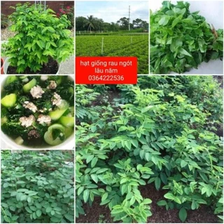 🍄💥hạt giống rau ngót ❤️ Lâu Năm❤️❤️🍄 dễ trồng chất lượng cao - VUON XINH DEP