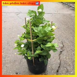 Cây hoa nhài ta cỡ vừa cao 25cm, Bụi to đẹp nhiều hoa mang nhiều công dụng