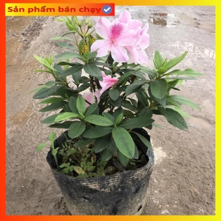 Cây hoa Đỗ quyên  Cao 35cm hoa cánh đơn hoa nhiều