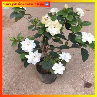 Cây hoa bạch thiên hương, hoa dành dành, Cao 40cm nhiều nhánh sum suê