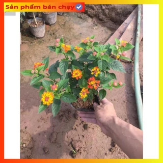 Cây hoa ngũ sắc trồng bịch 20cm xum xuê