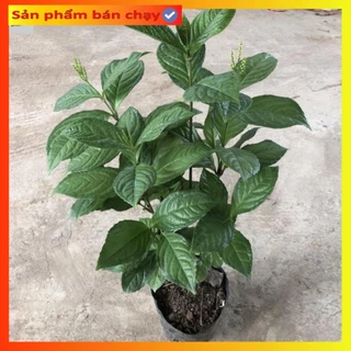 Cây hoa SÓI cao 35cm nhiều cành sum suê đã có hoa mùi hương cực thơm