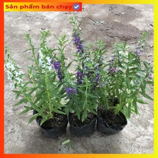 Cây hoa ngọc hân (violet nhật) cao 20cm hoa nở đẹp dễ trồng và chăm sóc