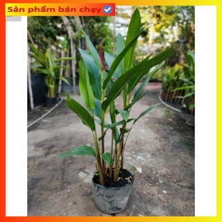 Cây chuối thiên điểu (mỏ két), Cao 30-35cm bịch 3-4 thân