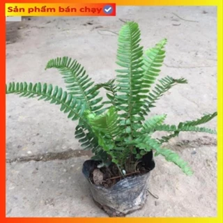 Cây dương xỉ lá me, Cao 30cm lá thuôn dài xanh mướt phát triển cực tốt