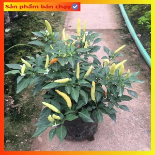 Cây ớt chỉ thiên 20cm, trồng cảnh ăn quả