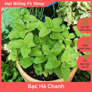 Hạt Giống Bạc Hà Chanh Lemon Balm (Tía Tô Đất) Dễ Trồng (272.F1)