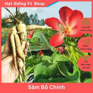 Hạt Giống Sâm Bố Chính Thảo Dược (100H) (262.F1)