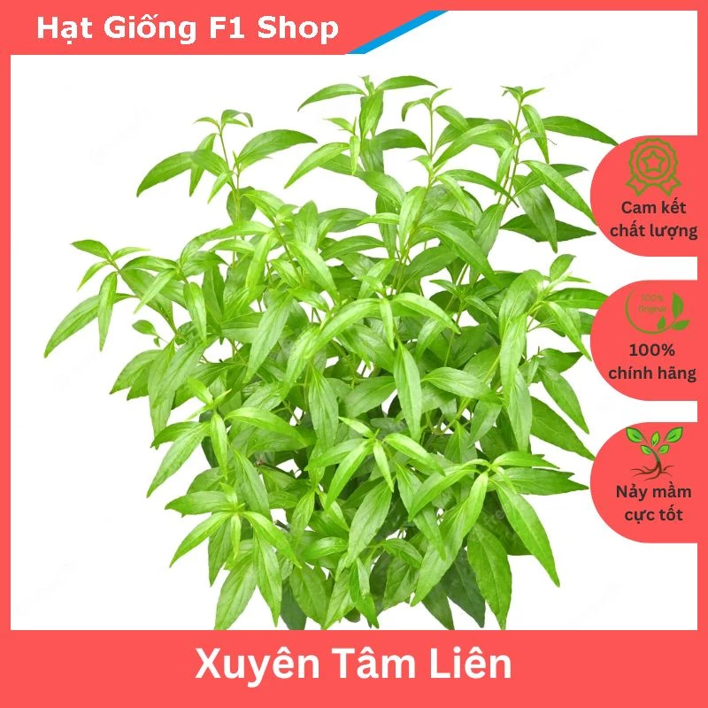 Hạt Giống Xuyên Tâm Liên Thảo Dược (50H) (257.F1)