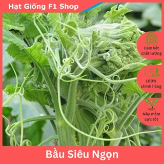 Hạt Giống Bầu Siêu Ngọn Thân To Mềm (234.F1)