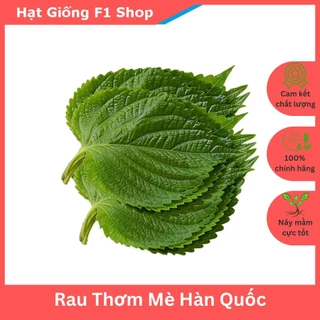 Hạt Giống Rau Thơm Mè Hàn Quốc (Lá Vừng) Vị Thơm Ngon