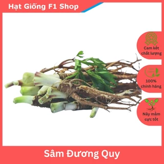 Hạt Giống Sâm Đương Quy Thảo Dược (100H) (356.F1)