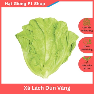 Hạt Giống Xà Lách Dún Vàng