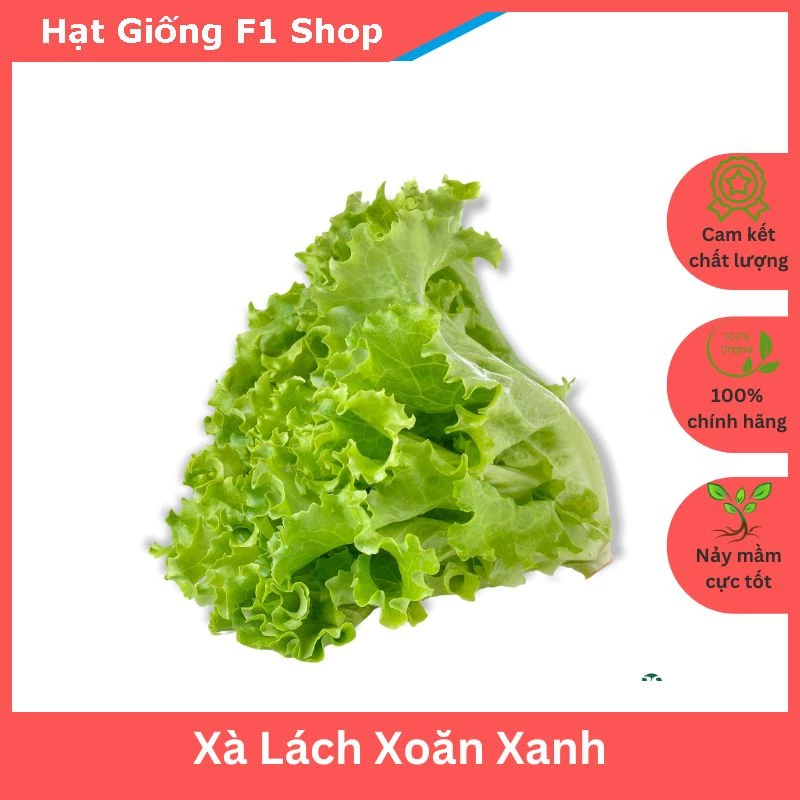 Hạt Giống Xà Lách Xoăn Xanh Chịu Nhiệt Tốt