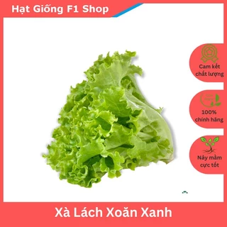 Hạt Giống Xà Lách Xoăn Xanh Chịu Nhiệt Tốt