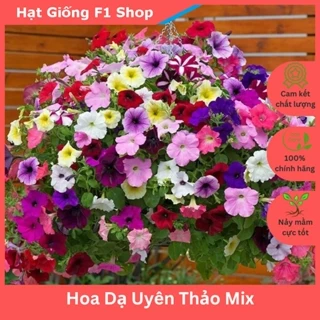 Hạt Giống Hoa Dạ Uyên Thảo Nhiều Màu Mix Dễ Trồng (014.F1)