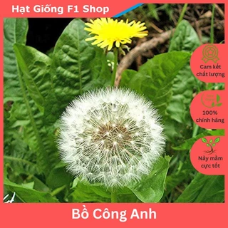 Hạt Giống Hoa Bồ Công Anh Dễ Trồng (50H) (101.F1)