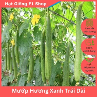 Hạt Giống Mướp Hương Xanh Trái Dài Lai F1 Sai Trái