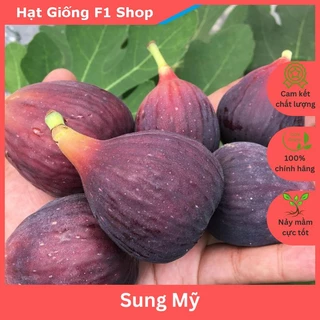 Hạt Giống Cây Sung Mỹ (Sung Ngọt) (10H) (103.F1)