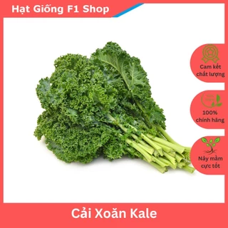 Hạt Giống Cải Xoăn Kale Giòn Ngon 5 Gam