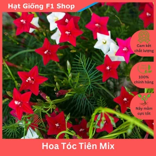 Hạt Giống Hoa Dây Leo Tóc Tiên Mix - 20H (125.F1)