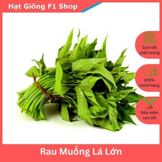 Hạt Giống Rau Muống Lá Lớn Mềm Ngon (50 gam)