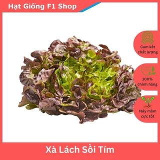 Hạt Giống Xà Lách Oakleaf Sồi Tím Ngon Ngọt