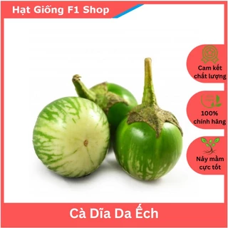 Hạt Giống Cà Dĩa Da Ếch (Cà Bát) Trái To