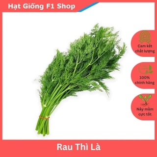 Hạt Giống Rau Thì Là Dễ Trồng