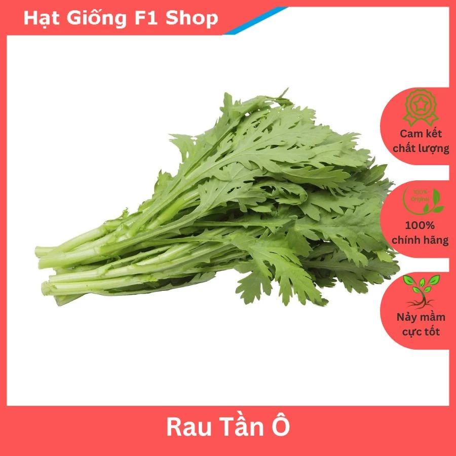 Hạt Giống Rau Tần Ô Thơm Ngon Dễ Trồng 20 Gam