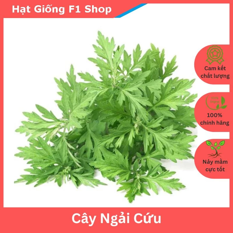 Hạt Giống Cây Ngải Cứu Dễ Trồng (50H)