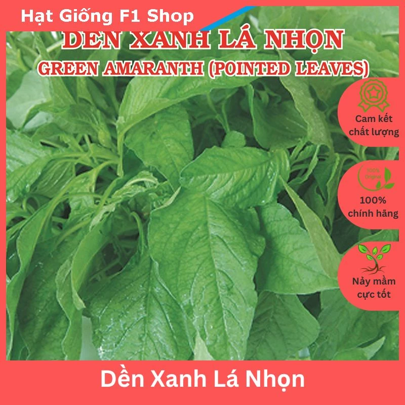 Hạt Giống Rau Dền Xanh Lá Nhọn (Lá Liễu)