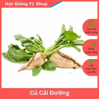 Hạt giống củ cải đường siêu ngọt chịu nhiệt (gói 20 hạt) (498.F1)