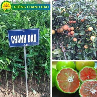 CÂY CHANH ĐÀO ( ảnh cuối )