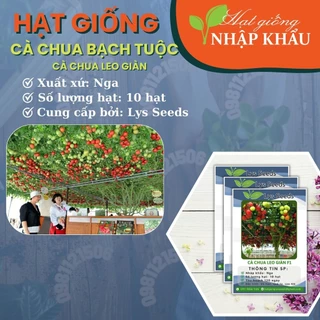 Hạt giống cà chua bạch tuộc. Xuất xứ: Nga. 10 hạt/gói