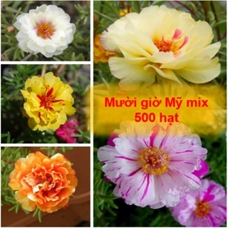 Hạt giống hoa mười giờ Mỹ mix ( Kép + đơn - Gói 500 hạt ) - Hoa đẹp, nở quanh năm