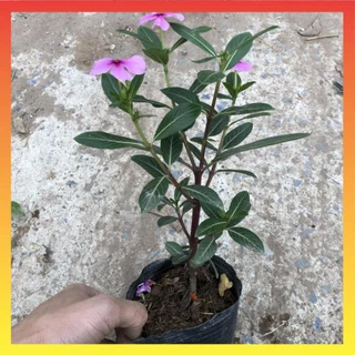 Cây hoa dừa cạn, cao 20cm sẵn hoa cây khỏe ra hoa 4 mùa 18 [dx3]