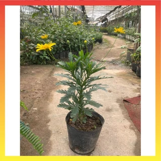 Cây hoa cúc gỗ thân tree cao 30-40cm 18