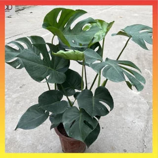 Cây trầu bà lá xẻ to 3 thân (trầu bà monstera) , Chiều cao 50cm lá to đẹp @[spc]