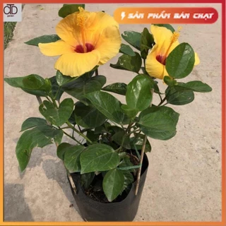 Cây hoa dâm bụt thái đủ màu, Chiều cao 40cm, cây khỏe