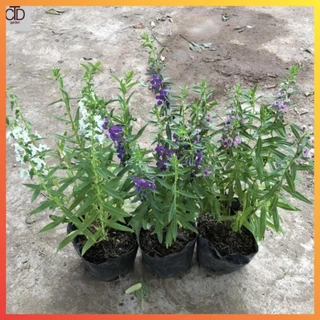 Cây hoa ngọc hân (violet nhật) cao 20cm hoa nở đẹp dễ trồng và chăm sóc