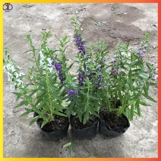 ☛ Cây hoa ngọc hân (violet nhật) cao 20cm hoa nở đẹp dễ trồng và chăm sóc ( Hàng Chuẩn )