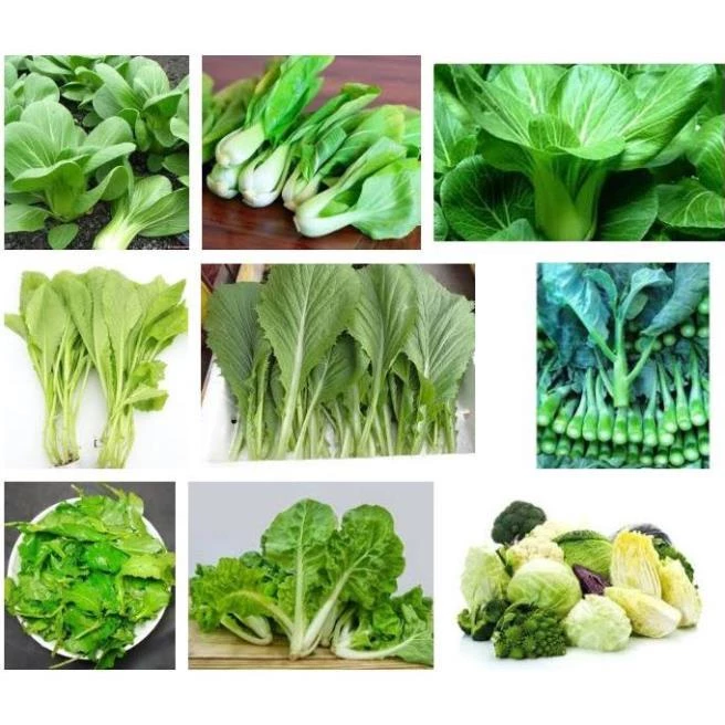 Hạt giống các loại rau cải - dễ trồng-dễ chăm.
