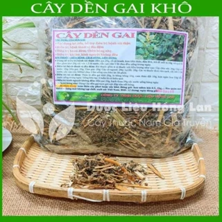 Cây rền gai 1 kg chữa đau nhức xương khớp- thoái hoá đốt sống